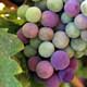 Below are wine industry people