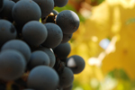 wine news image