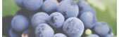 WINE INDUSTRY NEWS
