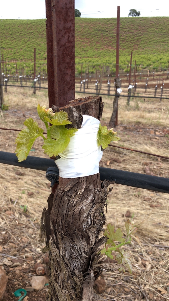 Vineyards Being Grafted Over to More Marketable White Varieties