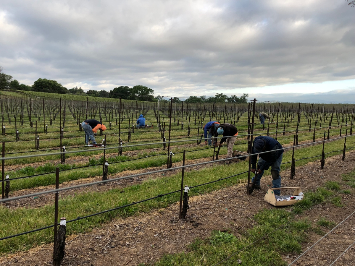 Vineyards Being Grafted Over to More Marketable White Varieties