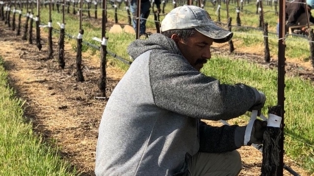 Vineyards Being Grafted Over to More Marketable White Varieties