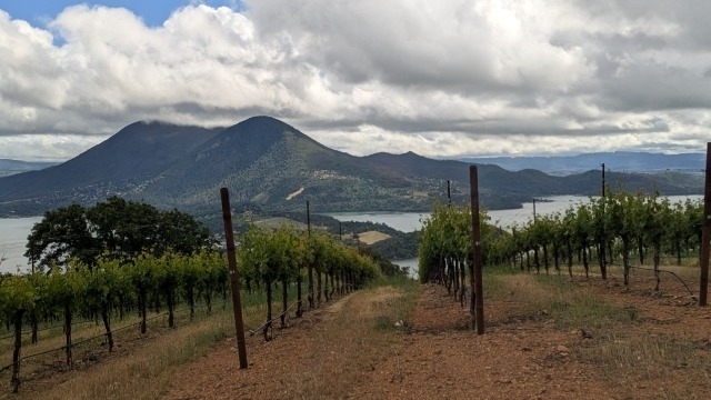 hillside vineyard looking down to clear lake