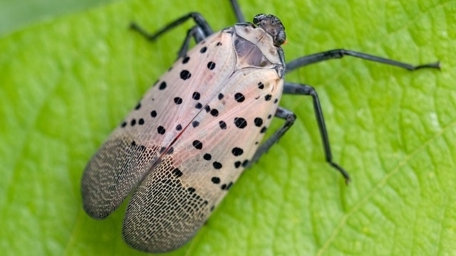 spotted lanternfly