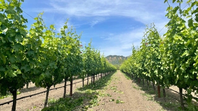 Napa Valley Wine Company Sues Copper Cane for $1.5 Million Over