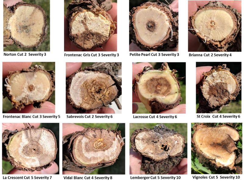 Pests & Diseases Trunk Diseases and Winter Injury In North America