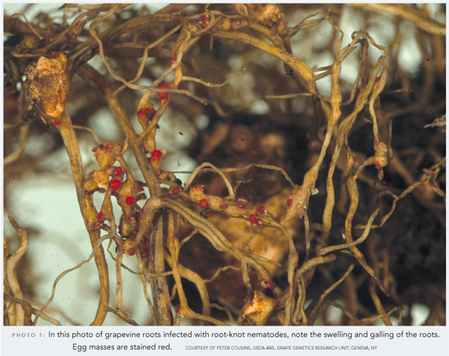 nematodes and viticulture