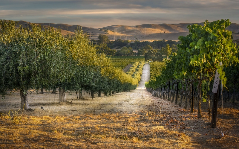 12 Livermore Valley Vineyard Districts Charted