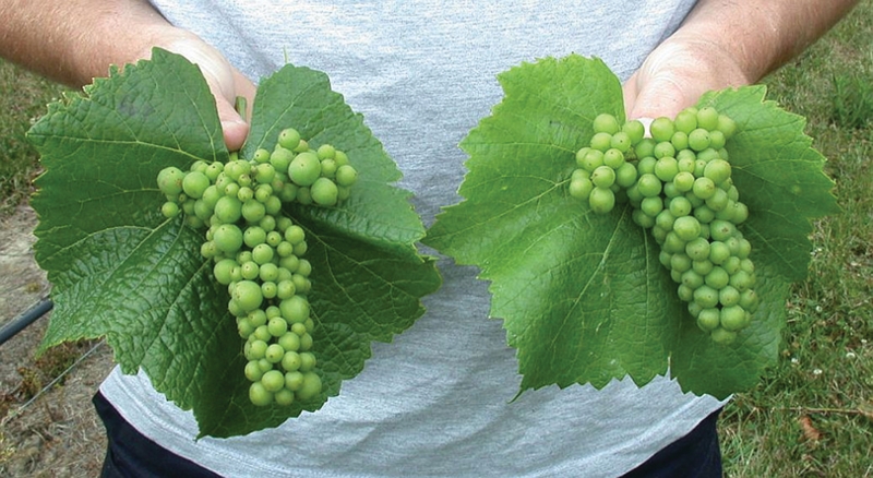 GRAPEVINE/in a lifetime presents anothe… Are Your Grapevine Clones 'True-To-Type?'