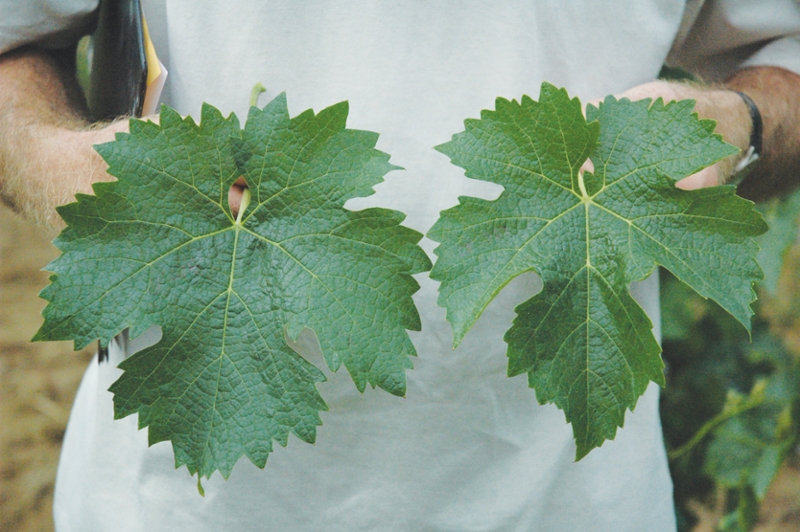 Are Your Grapevine Clones 'True-To-Type?'