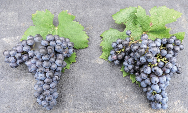 Are Your Grapevine Clones 'True-To-Type?'