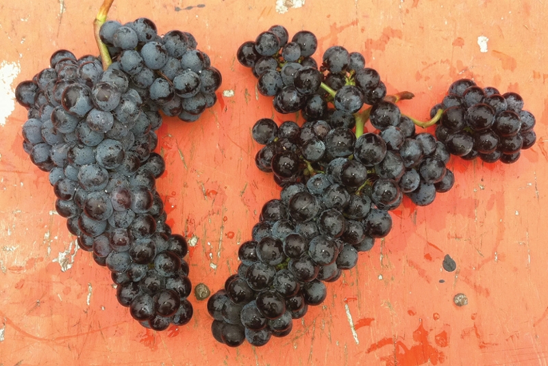 Are Your Grapevine Clones 'True-To-Type?'