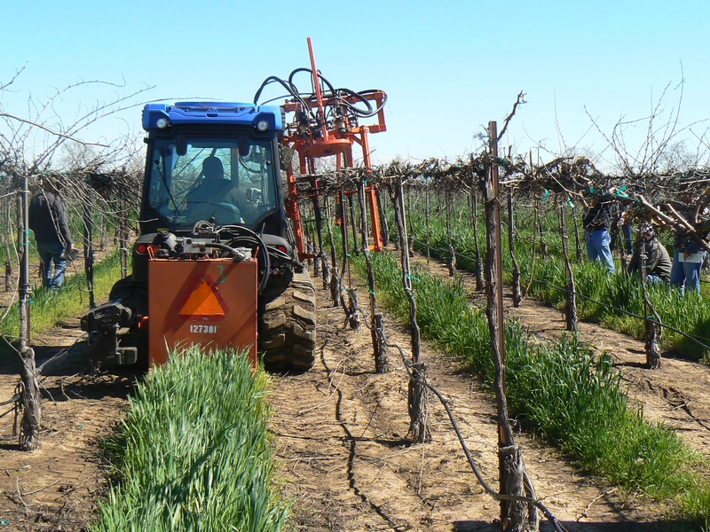 Mechanical Pruning Tools Demonstrated At Lodi Field Day