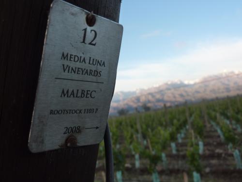 Mendoza Argentina Vineyard in Majestic Uco Valley