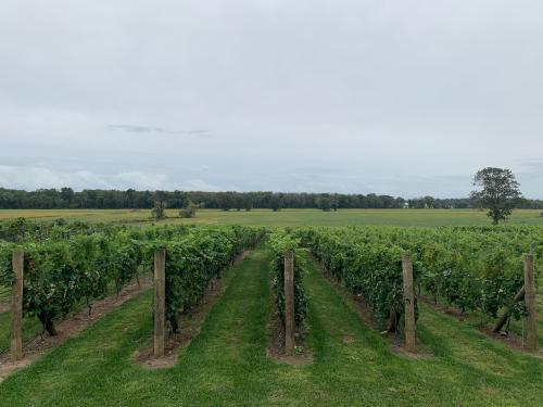 185 Acre New Jersey Vinyard/<wbr>Winery