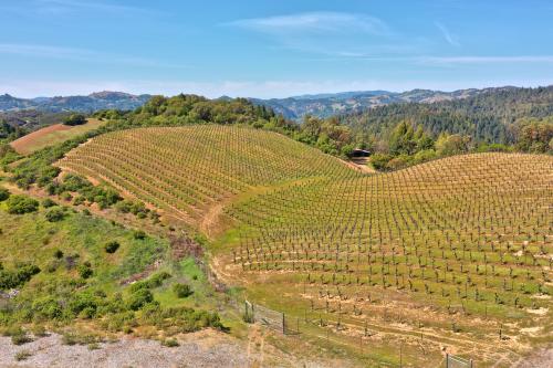 Must Sell 9+/<wbr>- acre vineyard on 83 acres w/<wbr>home