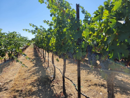 2023 Cabernet Sauvignon