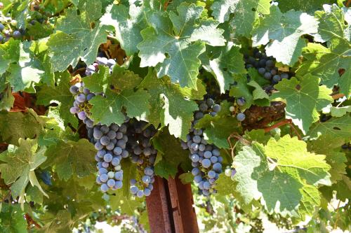 Pacific Premier Vineyard