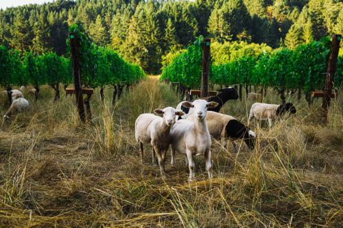 Vineyard Crew Manager