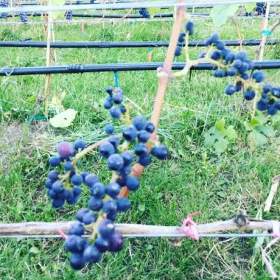 Pinot Noir