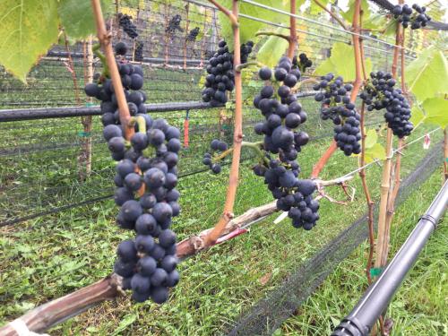 Pinot Noir