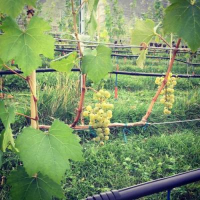 Gamay Blanc cuttings (mutation of Gamay Noir clone