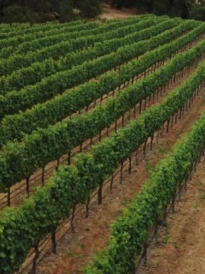 Hummingbird Hill Vineyard-Ultra Premium Pinot Noir