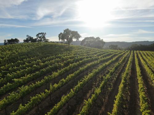 2025 Hillside Cabernet Sauvignon