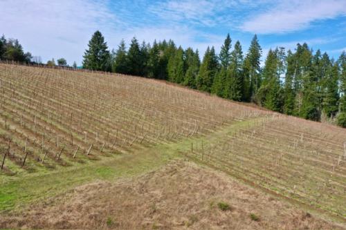 Vineyard w/<wbr> a View in Willamette Valley