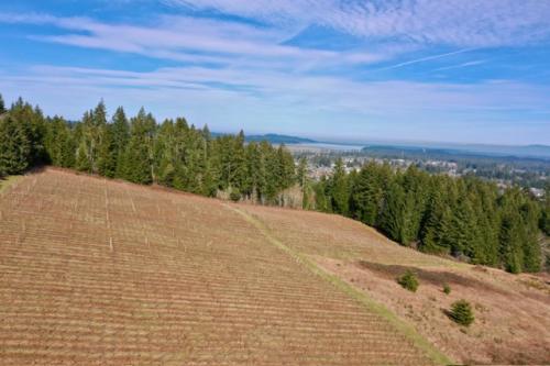 Vineyard w/<wbr> a View in Willamette Valley