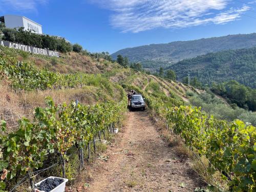 Organic Portuguese grapes