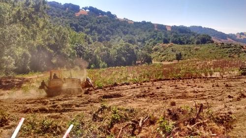 Vineyard Pulling/<wbr>Removal /<wbr> Ripping/<wbr> Developement