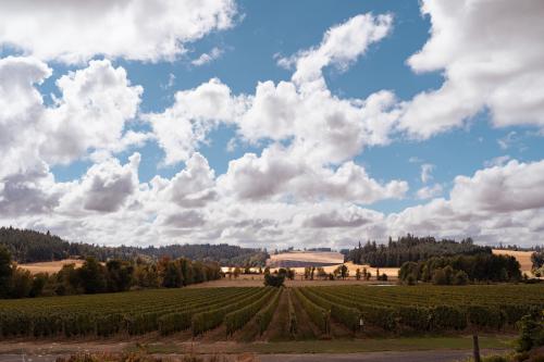 2025 Oregon Chardonnay (Willamette Valley)