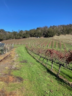 Syrah 2025 $2000/<wbr>ton or best offer