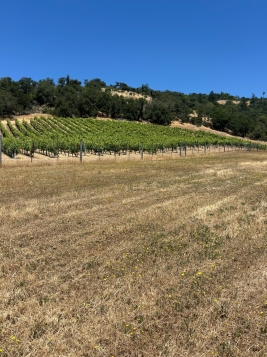 Zinfandel 2025 $2000/<wbr>ton or best offer