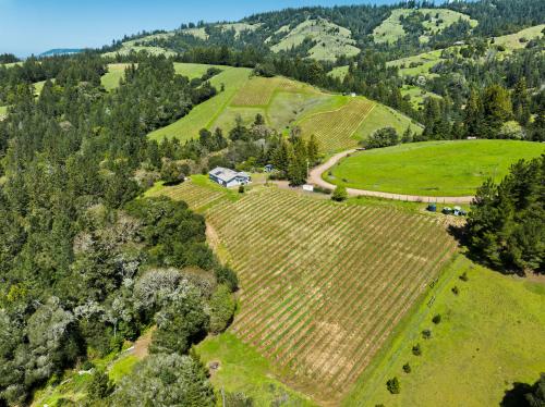 High Quality Anderson Valley Pinot noir