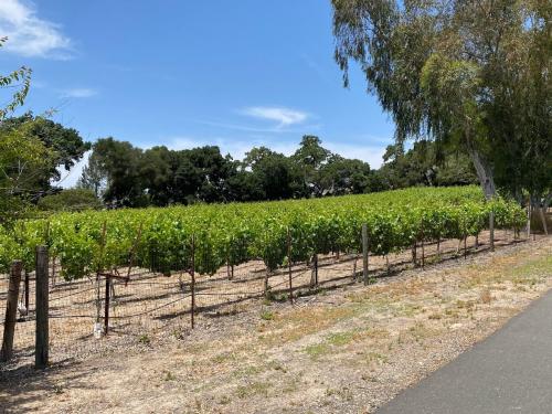 Stags Leap District Merlot--REDUCED PRICE