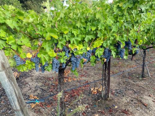 Stags Leap District Merlot--REDUCED PRICE