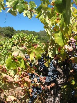 Historic Poor Ranch 15 ton Organic Dry Farmed Zin