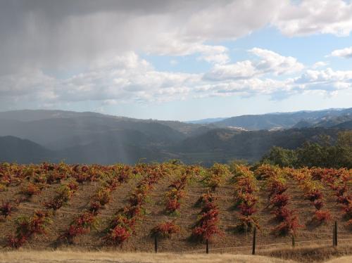 Historic Poor Ranch 15 ton Organic Dry Farmed Zin
