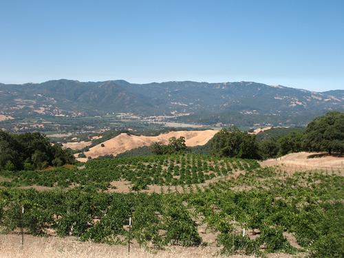 Historic Poor Ranch has 6 ton Organic Petite Sirah