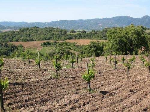 Historic Poor Ranch has 6 ton Organic Petite Sirah