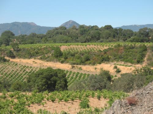 Historic Poor Ranch has 2.5 ton Grenache.