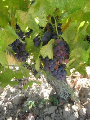 For the 2025 Harvest Historic Poor Ranch has Syrah