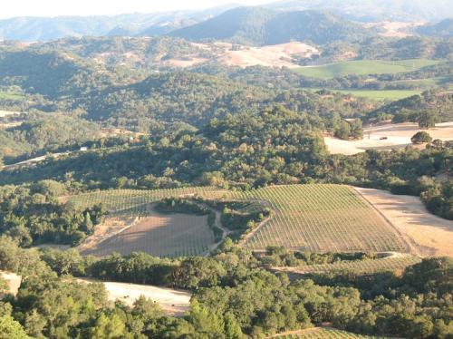 For the 2025 Harvest Historic Poor Ranch has Syrah