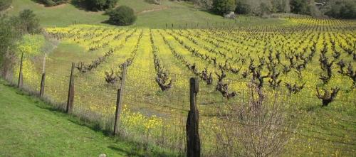 Historic Poor Ranch has 40 ton Organic Carignane