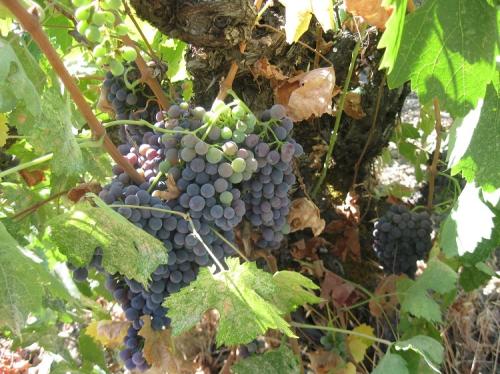 Historic Poor Ranch has 40 ton Organic Carignane