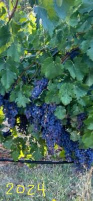 Organic Merlot Russian River Frontage CCOF