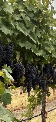 Organic Zinfandel