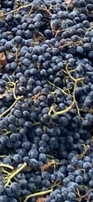Organic Cabernet Sauvignon